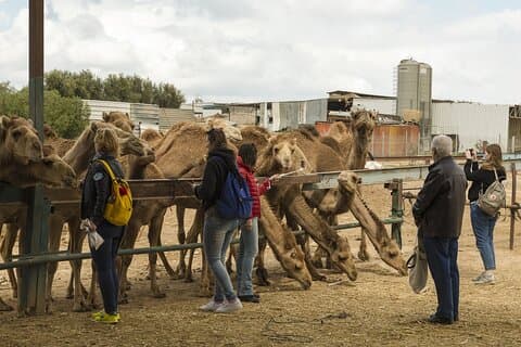 Bikaner Drop fra Jodhpur med besøg Camel Centre & Rat Temple.