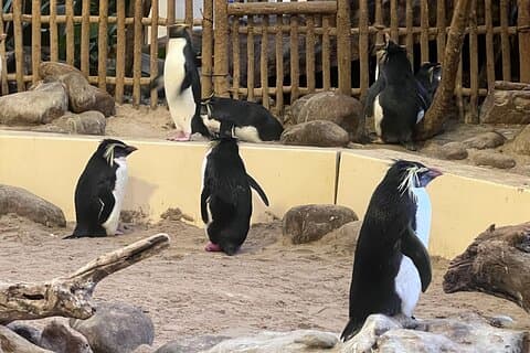 Robbeneiland & Aquarium Tour met Tickets & Transfers Inbegrepen