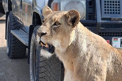 Parc national de Nairobi partagé