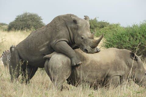 Nairobi National Park & Elephant orfanato em 4x4 landcruiser