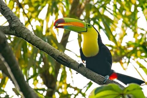 Roatan Private Excursión, Monkey & Sloth & Beach Breaks