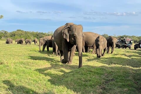 ミネリヤ国立公園でのプライベートジープサファリ