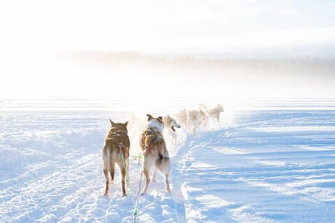 Expérience Husky locale avec balade en traîneau et photographe