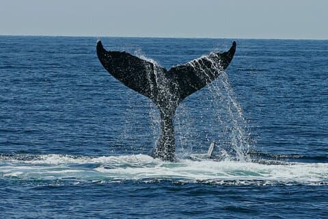 Dolphin Watching and Marine Life on the Coast of Oaxaca