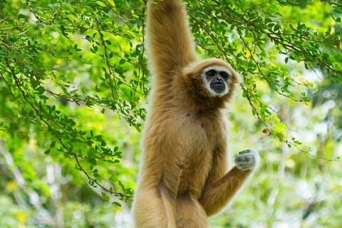 3 dagers Wild Gibbon-eventyr med Karen Community Homestay