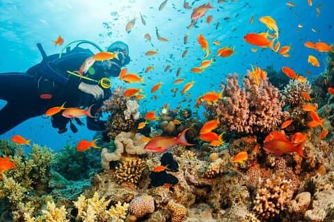 Ganztägiges geführtes Tauchabenteuer in Phu Quoc