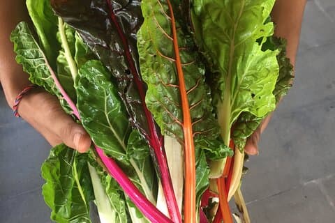 Jean Talon Farmer's Market Tour x Chef entrenado con Michelin