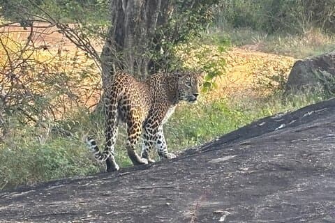 サファリヤラ国立公園終日（午前4時40分～午後6時30分）