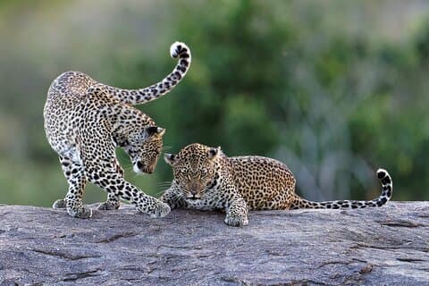 YALA SAFARI TOUR from Galle/Mirissa/Matara/Tangalle/Ella & More..