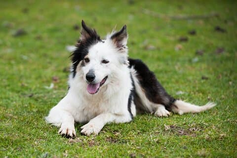 Escursione di un giorno da Galway al demo dei cani da pastore e alle scogliere di Moher