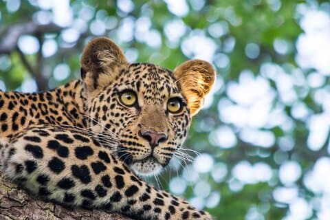 Ella to YALA SAFARI TOUR & Galle/Unawatuna/Mirissa/Tangalle drop