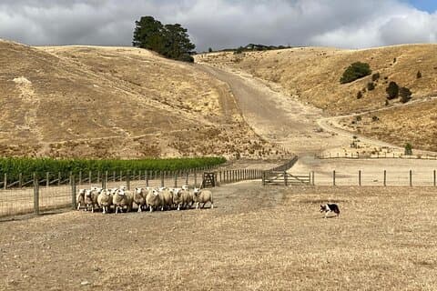Marlborough Sheep Station Tour with Wine Tasting and Lunch