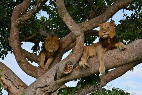 3 dage i Queen Elizabeth National Park