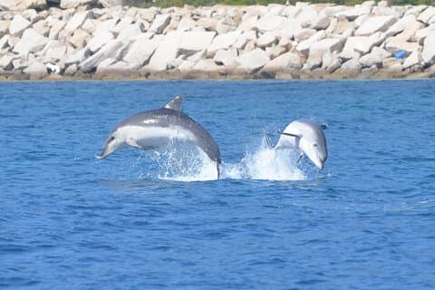 Excursión a la isla de Figarolo con posibilidad de avistamiento de delfines