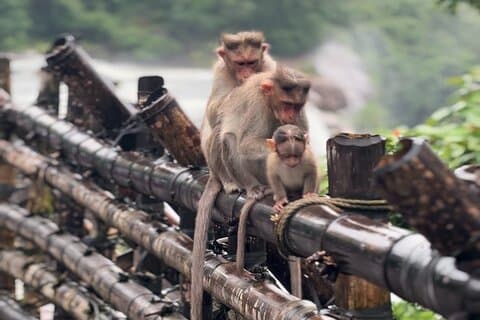 Athirappilly Waterfalls Day Trip from Kochi with Transfers