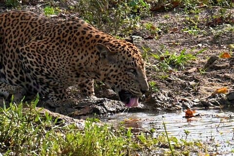 Safari matinal d'une demi-journée Parc national de Yala (4h30 à 11h50)