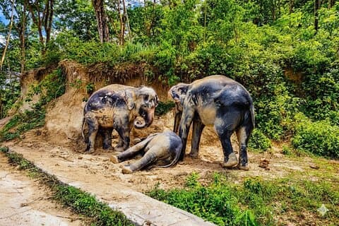 Phuket Ethical Elephant Sanctuary Tour guidato e trasferimenti in hotel