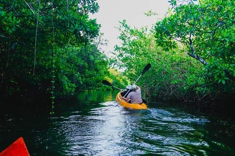 Kayaking Adventure on serene waters through mangroves, Akurala