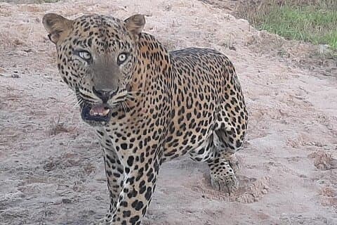 Safari privado Yala desde Bentota - Todo incluido con almuerzo