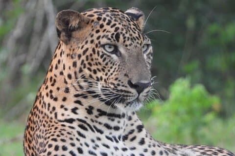 Sri Lanka Yala National Park Wildlife Private Tour