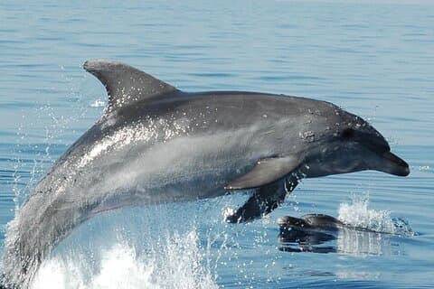 Olbia : Excursion d'observation des dauphins et plongée avec tuba à l'île Figarolo