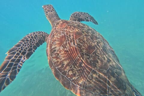 Ilhas Daymaniyat - Turtle Snorkel & Kayak Adventure