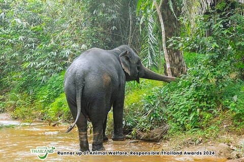 Khao Lak Elephant Sanctuary & Little Amazon Kanottur med Lunch