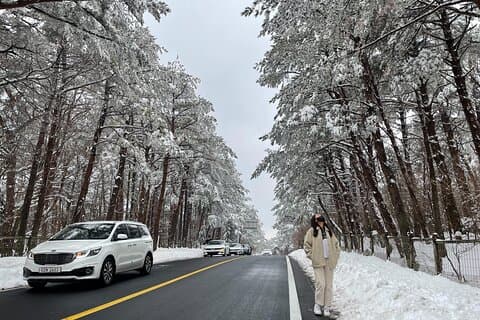 Jeju Island Snö Blomsterspårning och privat pulka äventyr