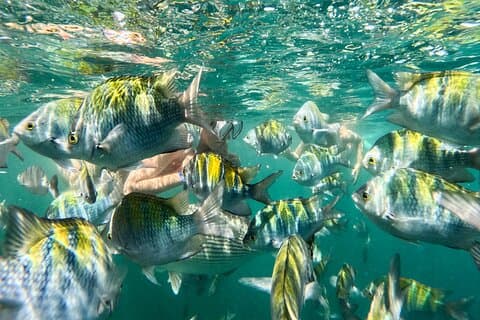 Puerto Vallarta: Snorkelen met tropische vissen en zipline-tour