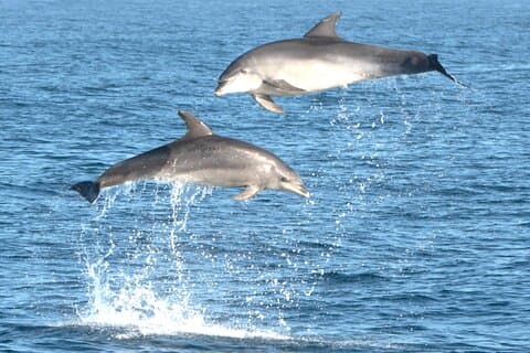Dolphin Watching Boat Excursion to Figarolo Island from Olbia
