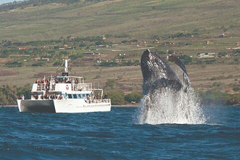 2 - Hour Maui Whale Watch fra Lahaina Havn, Maui