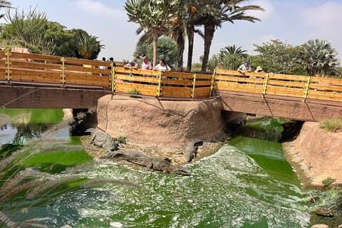 Crocoparc & Chèvres aux Arbres: Ett ovanligt äventyr i Agadir