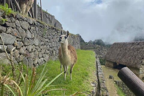 Excursion d'une journée complète au Machu Picchu