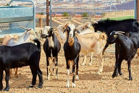 Agricultor por um dia com degustação