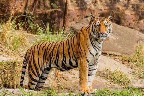 Excursion d'une journée au parc national de Jaipur Ranthambore avec Safari