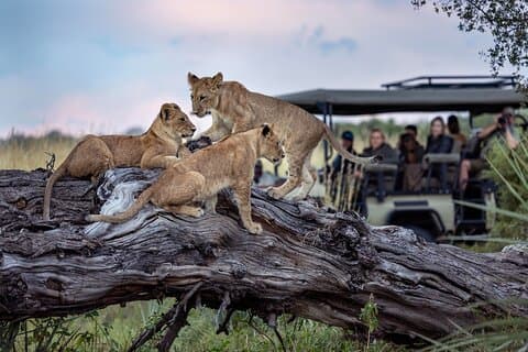 Chobe NP Guided Game drive, Game Cruise & Lunch Safari