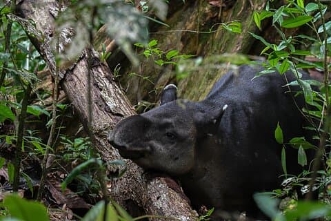 Corcovado National Park Adventure – Guided San Pedrillo Hike