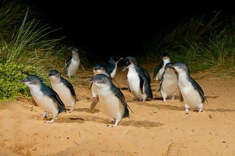 Melbourne Private Tour: Phillip Island og Penguins Parade