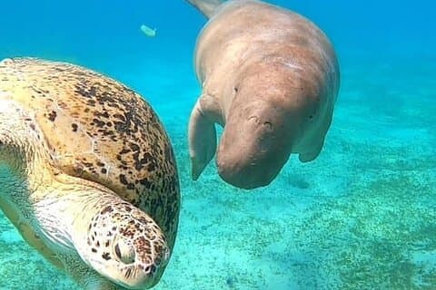 Excursion en bateau à Marsa Moubarak avec tortues et dugongs au départ de Marsa Alam