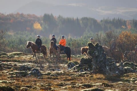 Privat islandsk Horseback Ride: Matched til ferdighetsnivå