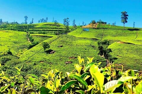 Tea Country Day Tour from Kandy - Nuwara Eliya