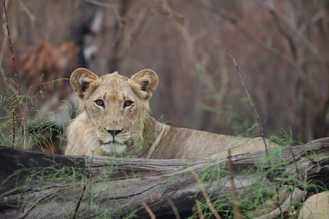 4 Day Akagera Wildlife Safari & Gorilla Trekking in Rwanda