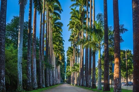 Excursão privada no Rio: Jardim Botânico e Parque Nacional de Tijuca