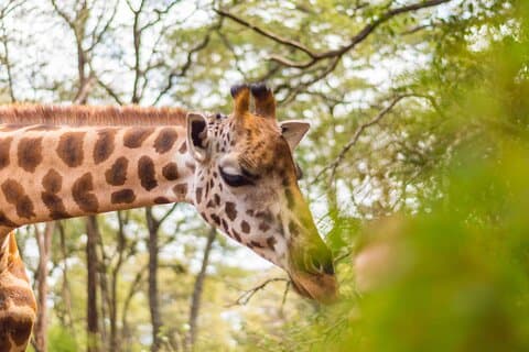 Halvdagstur til Nairobi Park and Giraffe Center