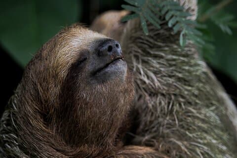 Arenals beste Faultiertour: Ein einzigartiges Wildlife-Erlebnis