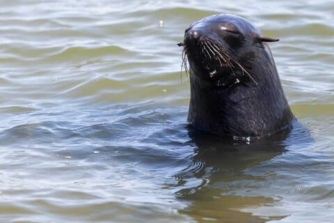 Cape Cross Seal Colony og Skeletkysten af Namibia