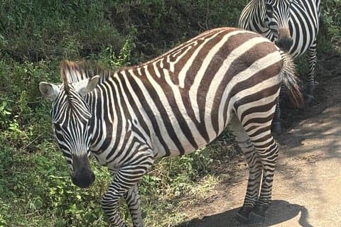 Erkunden Sie den Nairobi-Nationalpark mit Transportmitteln