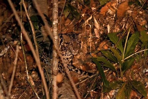 Lahad Datu: 3D2N Danum Valley Lost World Expedition with Transfer