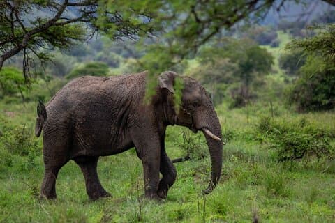 1 - ビッグファイブアドベンチャーで行くアカゲラ国立公園へのデイサファリ