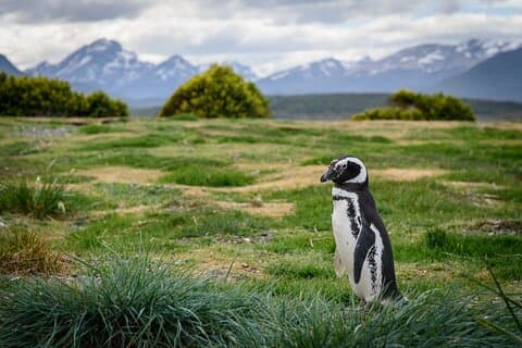 Excursión de día completo en barco de pingüinos y traslados incluidos